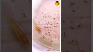 First Time In தமிழ்  Molly Fish Laying 85 Frys is 1Sce 💥🤩 [upl. by Eceirehs]