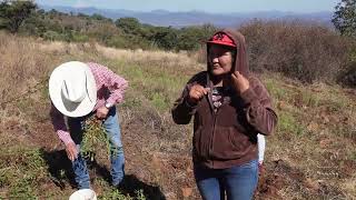 ASI SE CULTIVA EL CACAHUATE O MANÍ parientesdelrancho [upl. by Lachlan]