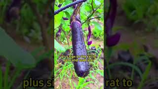 Why remove a healthy eggplant plantzach king [upl. by Elconin557]