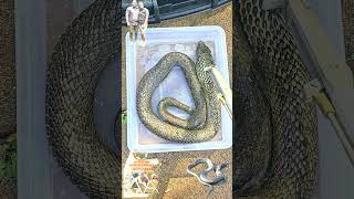 Basking amp soaking Rinkhals Spitting Snake shortsvideo shots reptiles shorts wildlife snake [upl. by Eninotna]