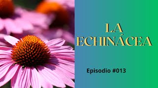 Equinacea  Para Qué Sirve  Beneficios Y Contraindicaciones De La Echinacea episodio013 [upl. by Kcerb]