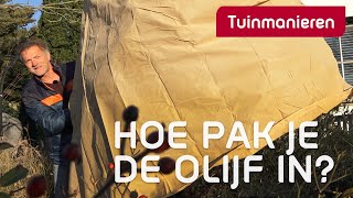 Hoe bescherm je de olijf tegen vorst  Tuinieren  Tuinmanieren [upl. by Ybrek]