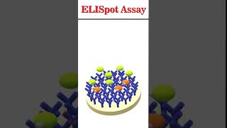 ELISpot Assay animation immunology [upl. by Petey610]