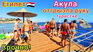 Акула ПОРВАЛА туристку в Египте 🇪🇬 УЖАС на пляже отеля ВОЗЛЕ Шарм эль Шейха❗️ Важные НОВОСТИ [upl. by Straub]