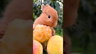 cute bunny with varians fruit cuterabbit cuteanimals cutebunny animalshorts [upl. by Bondon]