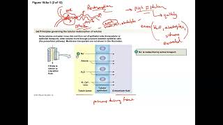 Unit 3 Part 22 Nephron Reabsorption [upl. by Beniamino202]