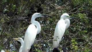 Bénin Une île aux oiseaux offre aux visiteurs une biodiversité exceptionnelle [upl. by Grobe235]