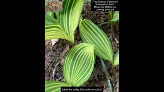 Bulbous Plants Series Haemanthus Convallaria Ornithogalum and Freesia Species [upl. by Gillian314]