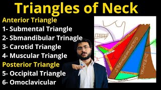 Triangles of Neck  Head and Neck trianglesofneck [upl. by Kentigera354]