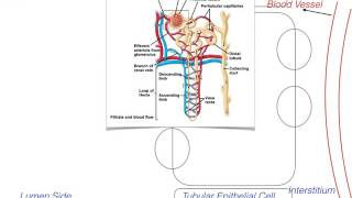 Reabsorption of ions at Proximal Convoluted Tubule Physiology Pumps Diuretic Drugs Part1 [upl. by Peh714]