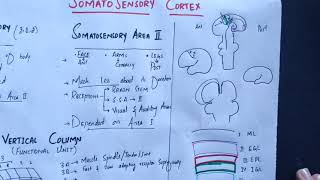 neurophysiology Chapter 48 Somatosensory cortex somatosensory association areasmedicallectures [upl. by Einapets374]