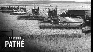 Wheat Harvest USA 1947 [upl. by Aronal988]