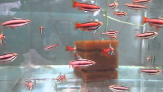 Red Pencil Tetra 2015 [upl. by Mundt]