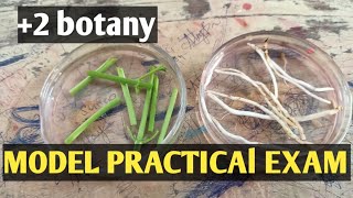 2 botany  model practical exam  sameerapp [upl. by Reeta]