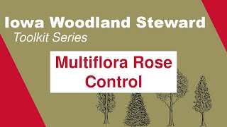 Multiflora Rose Control Iowa Woodland Steward Toolkit Series [upl. by Ahsieker397]