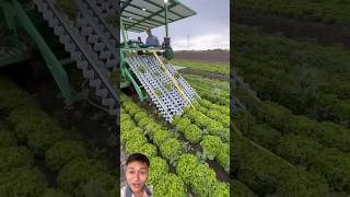 Smart machine harvests lettuce in the US sonlv harvest [upl. by Erlinna307]