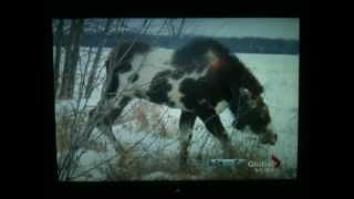 RARE Piebald Moose In Falher Northern Alberta Canada [upl. by Tuck475]