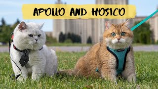 Apollo and his friend Hosico finally met [upl. by Aiasi]