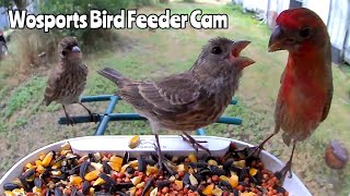 Wosports Bird Feeder Camera May 20 2024 [upl. by Aile]