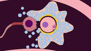 Fertilization  Quick Review by Dr Amna [upl. by Haran]