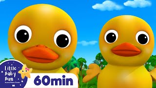 Duck Song  More Little Baby Bum Kids Songs and Nursery Rhymes [upl. by Carlock]