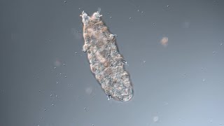 Rehydrating a tardigrade back to life [upl. by Ocsinarf]