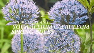 How to plant your Allium Caeruleum Spring Bulbs [upl. by Zeeba]