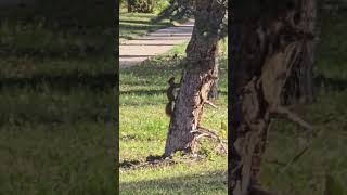 Red squirrel runaround short redsquirrels squirrelwatching [upl. by Marcellina]