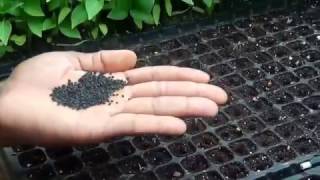 How to Sow ONION SEEDS in Seed TraysJamaica [upl. by Knuth]