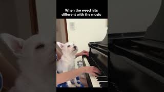 Music SNOBS be like funny shorts music doglover 420 simoncowell [upl. by Noda]