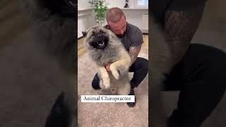 Laugh Out Loud with Hilarious Dog Moments  Dog Chiropractors Secret to Canine Happiness [upl. by Barbur]