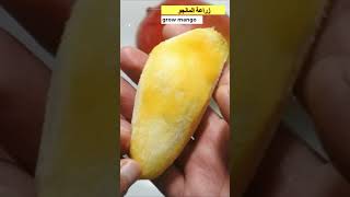 how to grow mango from seed at home shorts [upl. by Judas974]