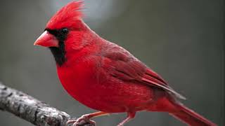 Northern Cardinal Bird Sound Natural sound of singing birds [upl. by Herrmann]