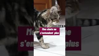 Mes chats ne sentendent plus [upl. by Etom]