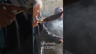 El sahumerio de cedro Usos rituales en la brujería y el chamanismo brujeriatradicional chamanismo [upl. by Dituri]