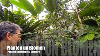 Planten un Blomen  Tropenhaus Hamburg [upl. by Emerej]