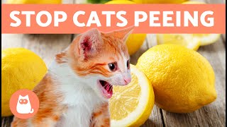 10 HOME REMEDIES to STOP Your CAT PEEING at HOME 🐱✅ Cat Repellent [upl. by Nerraf970]