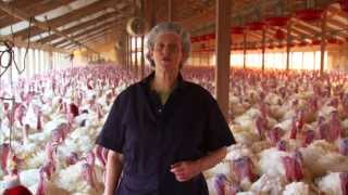 Turkey Farm amp Processing Plant Tour Temple Grandin [upl. by Annayak56]