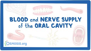 Blood and nerve supply of the oral cavity [upl. by Sidnak60]