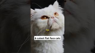 6 cutest flat face cats shorts [upl. by Nadab912]