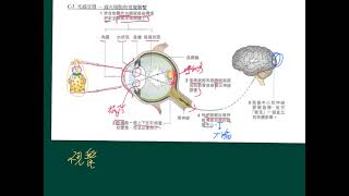 HKDSE 生物科 概念重溫篇：第15課（4） 視覺詮釋 [upl. by Marba]