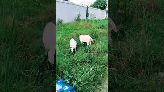 The three Goats eat the green graze subscribe animals shorts vlog view [upl. by Nyrad]