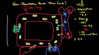 Mechanisms of NonTransferrin Bound Iron NTBI Generation NTBI Part 2 [upl. by Shiller660]