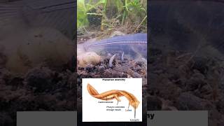 When Planaria quotWormsquot Attack Large Aquarium Fish amp Not Just Shrimp amp Fry How to Stop Planaria [upl. by Eilagam]