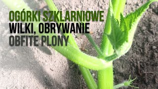 Uprawa ogórków szklarniowych  Boczne pędy obrywanie nawożenie [upl. by Lowney]