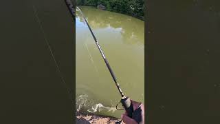 Um peixe de grandes dentes muito esportivo Pirandirá 🎣 pescaria pesca fishingvideo pescador [upl. by Noffets]