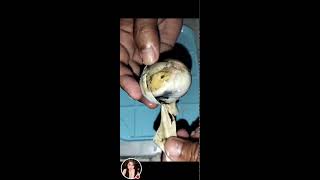 Balut egg embryo Philippines most known exotic food viral egg eggcooking [upl. by Leandre529]