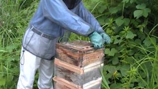 Structure of traditional bee hive of Japanese honeybee [upl. by Aitret]