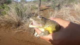 African bullfrog [upl. by Arawaj]