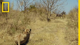 Lions Hunt Zebra  Savage Kingdom [upl. by Caldera]